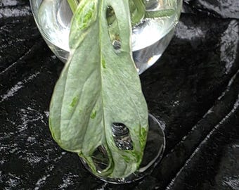 Monstera Adansonii, Variegated Cuttings