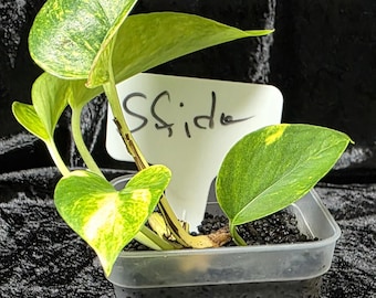 Teruno Sfida Pothos Plant – Dark Foliage, White Yellow Variegation