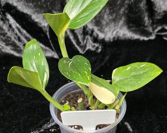 Monstera Standleyana Albo Varigated