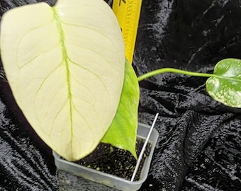 Monstera Star Shadow