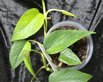 Terunoworld Fanfare Pothos