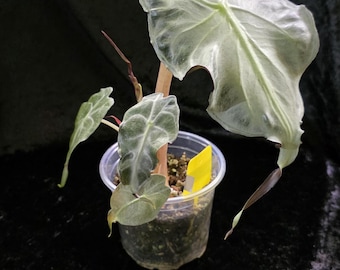 Alocasia Venom