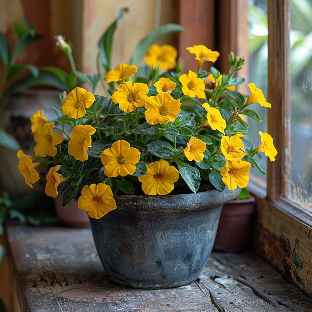 Graines de Calibrachoa jaune doré, fleur rampante pour balcon, panier ...