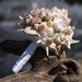 see more listings in the Seashell Wedding Bouquet section