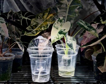 TC Bomber Dome Bundle (Vented) Self Watering, Designed for Tissue Culture Acclimation 6-12-24pack