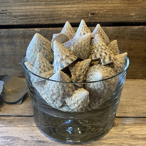 May include: A clear glass jar filled with various seashells. The shells are primarily cone-shaped, with a mix of gray, white, and tan colors. The jar sits on a wooden surface, with a wooden background.
