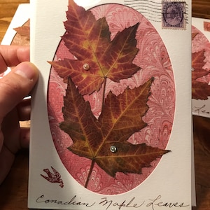 Genuine Canadian Maple Leaves Greeting Card