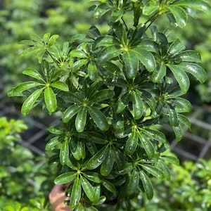 May include: Close-up of a vibrant green plant with multiple clusters of glossy, oval-shaped leaves. Water droplets are visible on the leaves, suggesting recent watering. The plant's lush foliage creates a dense, textured appearance, ideal for indoor or outdoor decor.