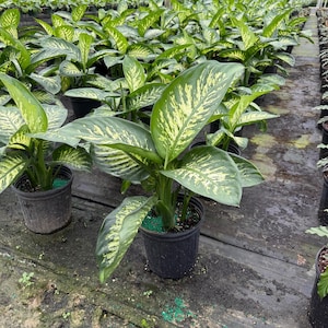 dracaena warneckii lemon lime Houseplants for Sale main image 1