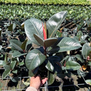 May include: A close-up of a rubber plant with large, dark green leaves. The plant has a vibrant red and green stem. The plant is in a black pot, and the background shows other plants in a nursery setting.