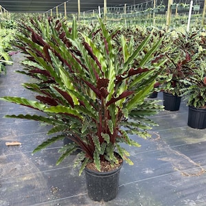 efeu drahtgitter 10 x Efeu 100-140 cm Hedera Hibernica 10 immergrüne echte Kletterpflanzen  für eine 3 Meter 100% Sichtschutz Hecke Blickdicht Kletterpflanzen main image 0