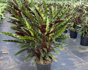 Calathea Rufibarba - Furry Feather Indoor Plant