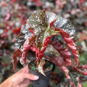 May include: A close-up of a Begonia plant with dark green leaves speckled with white spots and edged with red. The plant is in a black pot, and the background is blurred with similar plants. The leaves have a ruffled texture.
