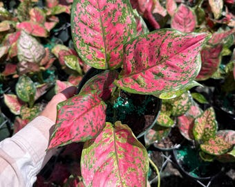 Aglaonema Beauty Pink : Chinese Evergreen Plant - Tropical Indoor Plant -  Easy Care Houseplant - Starter Live Plant, Easy to Grow Houseplant - Etsy
