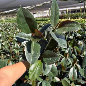 May include: A close-up of a Rubber Plant, also known as Ficus elastica. The plant has large, oval, dark green leaves with white speckles. The new leaves are a reddish-brown color. The plant is in a greenhouse setting.