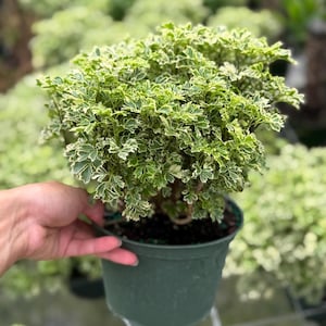 May include: A potted plant with vibrant green and white variegated leaves. The plant is in a dark green plastic pot. The leaves have a unique, textured appearance. The background shows other similar plants, suggesting a nursery or garden setting.