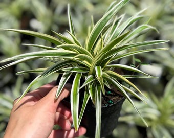 Spider Plant Chlorophytum comosum | Easy Care Pet Safe Houseplant | Air Purifying Indoor Plant | Rooted in 4" inch pot