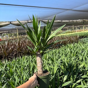 Desert Yucca Cutting Outdoor - Etsy