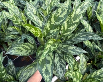 May include: Close-up of a lush green plant with long, pointed leaves. The leaves display a striking pattern of light and dark green variegation. The plant is surrounded by other similar plants, creating a dense, vibrant display. A hand is visible, gently holding the plant.