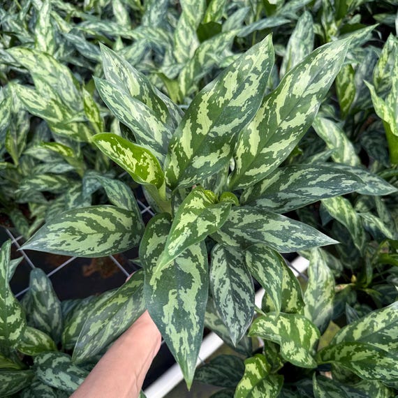 Aglaonema Mary Ann Live Plant | Chinese Evergreen Houseplant