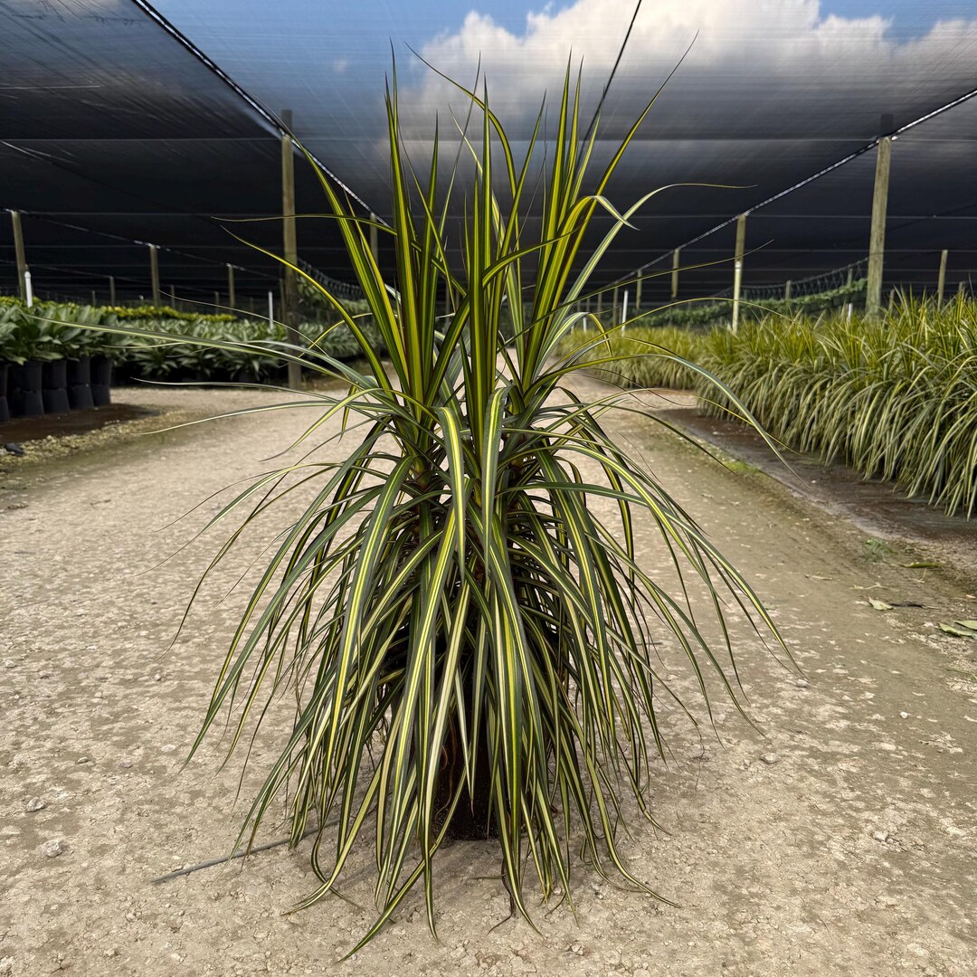 Kiwi Dragon Tree Variegated Dracaena, Tropical Indoor Plant (8