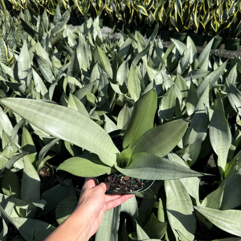 Silver Python Plant Sansevieria Moonshine Plant | Silver Snake Plant, Easy Care | 6