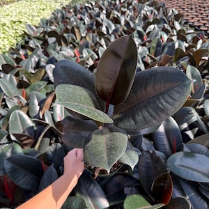 May include: Close-up of a rubber plant with large, dark green and burgundy leaves. The plant has a lush, full appearance, with multiple leaves visible. The leaves have a glossy texture and prominent veins. The background shows other plants.