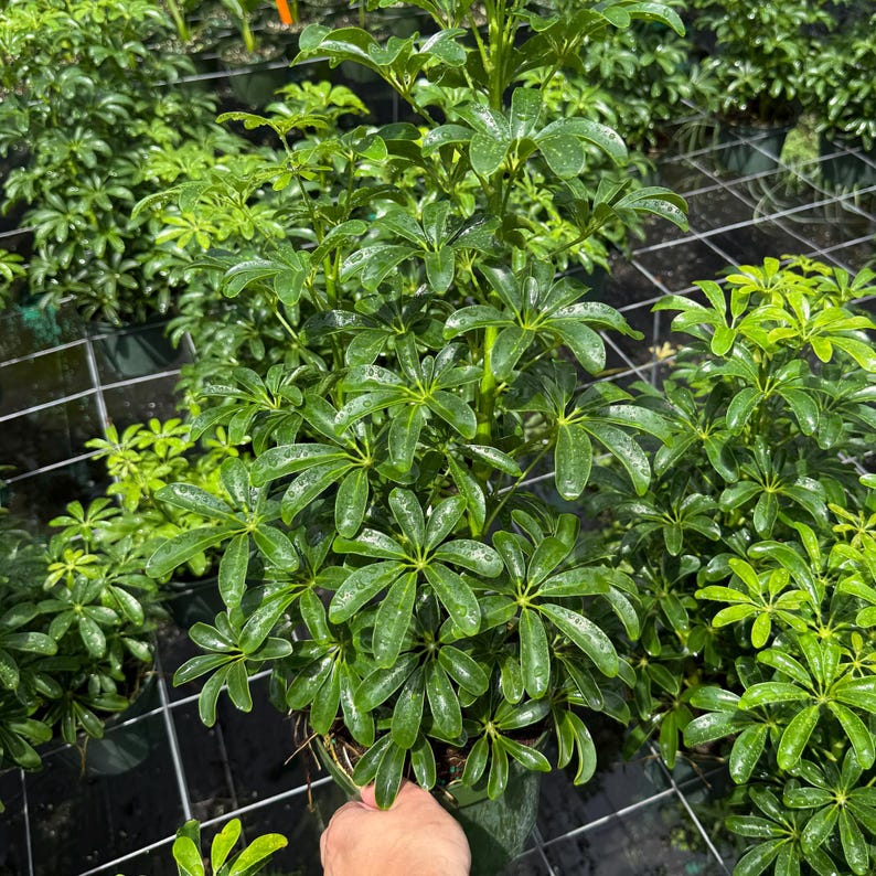Schefflera Arboricola Mini | Mini Umbrella Tree | Dwarf Schefflera ...