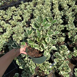 May include: A potted plant with green and white variegated leaves. The plant is in a dark green plastic pot. Other similar plants are visible in the background.