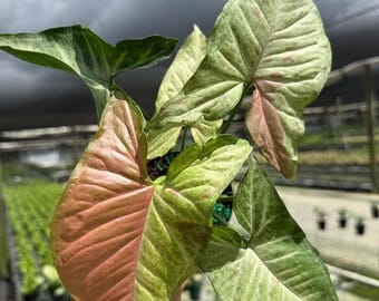 May include: Close-up of a Syngonium plant with large, heart-shaped leaves. The leaves display a mix of colors, including pink, green, and white, with a speckled pattern. The plant is in a pot, and the background is blurred.