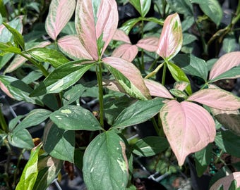 May include: Close-up of a plant with green and pink variegated leaves. The leaves have a mix of green, pink, and white hues. The plant is in a pot, and the background is blurred.