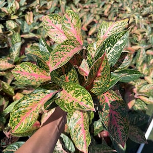 May include: A close-up of a vibrant Aglaonema plant with large, variegated leaves. The leaves display a mix of green, yellow, and pink hues, creating a striking visual contrast. The plant is lush and full, with multiple leaves visible.