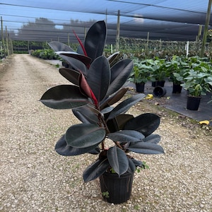 May include: A potted rubber plant with large, dark green leaves and a vibrant red stem. The plant is in a black pot and sits on a gravel surface. The background shows a nursery setting with other plants and a shade structure.