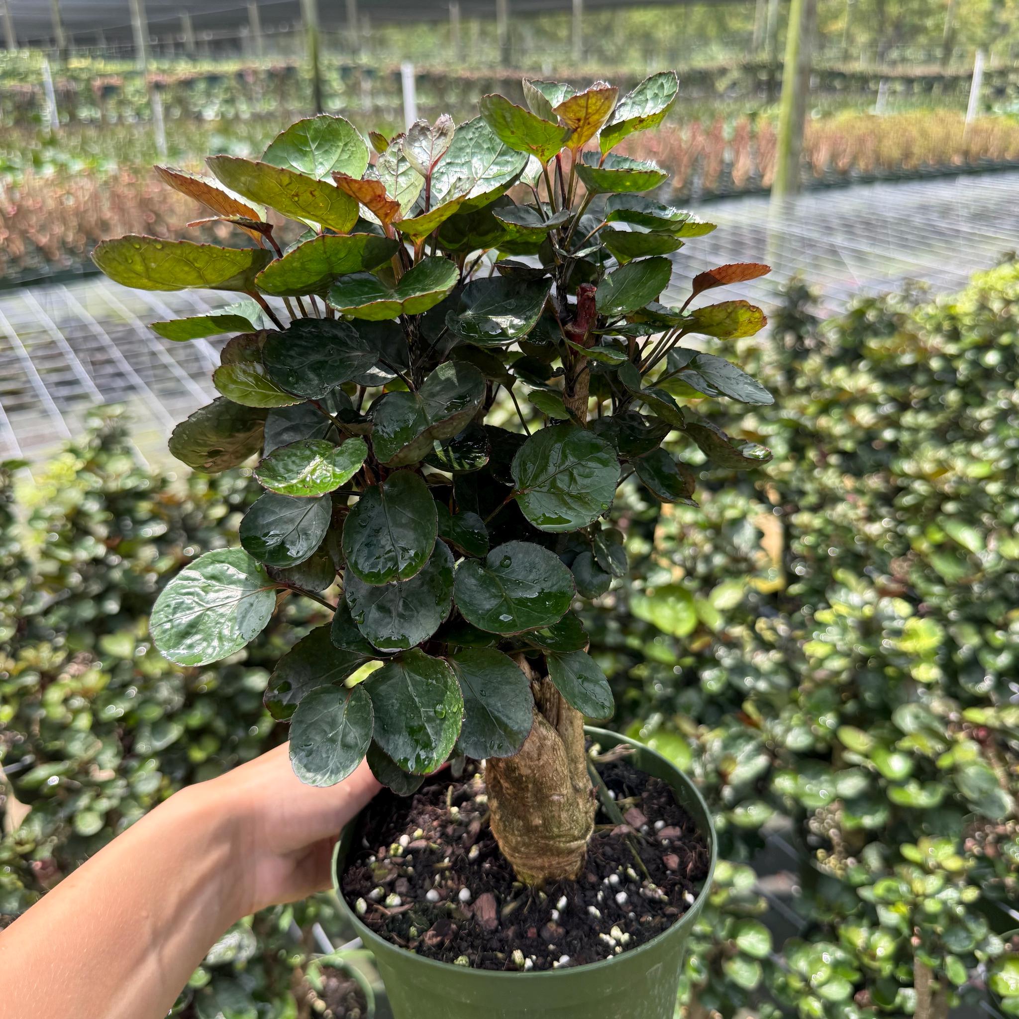 photinia little red robin plant Photinia 'Little Red Robin' 9cm - 5L main image 0