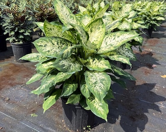 indoor sage plant White Sage