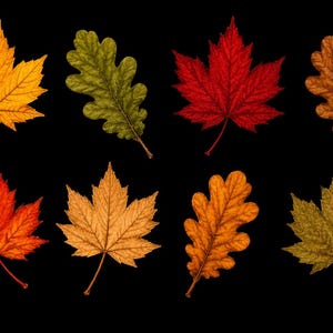 Pu&ograve; includere: Una collezione di otto foglie autunnali disposte su due file su uno sfondo nero. Il set include varie forme di foglie di acero e quercia in colori vivaci, tra cui giallo brillante, rosso intenso, arancione bruciato, verde oliva e marrone.