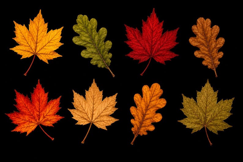 Pu&ograve; includere: Una collezione di otto foglie autunnali disposte su due file su uno sfondo nero. Il set include varie forme di foglie di acero e quercia in colori vivaci, tra cui giallo brillante, rosso intenso, arancione bruciato, verde oliva e marrone.
