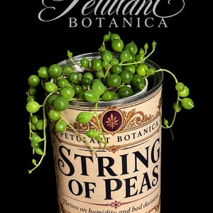 May include: A String of Pearls succulent plant with round green leaves trailing over the edges of a metal can. The can features a cream-colored label with the text Petulant Botanica, String of Peas, and Thrives on humidity and bad decisions.