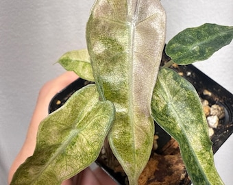 Alocasia Bambino Aurea Exact Plant