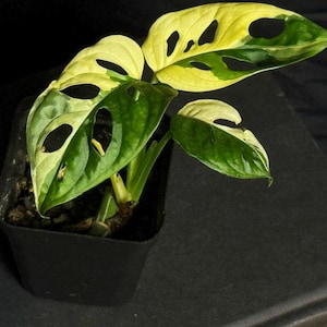 Adansonii Tricolor - Etsy