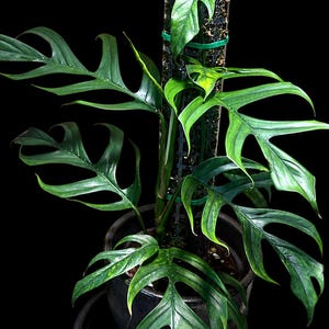May include: A green Epipremnum pinnatum plant with deeply lobed, glossy leaves growing up a vertical moss pole in a dark ceramic pot. The text Petutant BOTANICA is visible in the upper left corner against a solid black background.