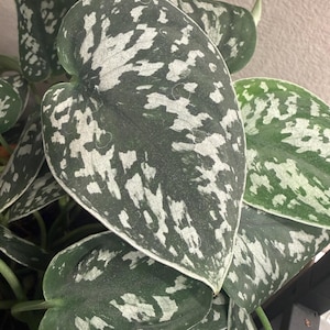 May include: A Scindapsus pictus plant featuring heart-shaped leaves with a deep green base color and irregular, mottled silver-grey variegation across the surface. The foliage has a smooth texture and a distinct, thin, light-colored leaf margin.