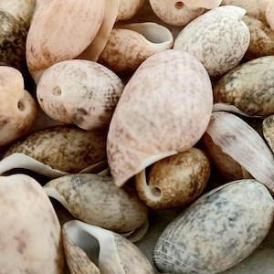 Bubble Shells, Hand-Picked Florida Seashells.