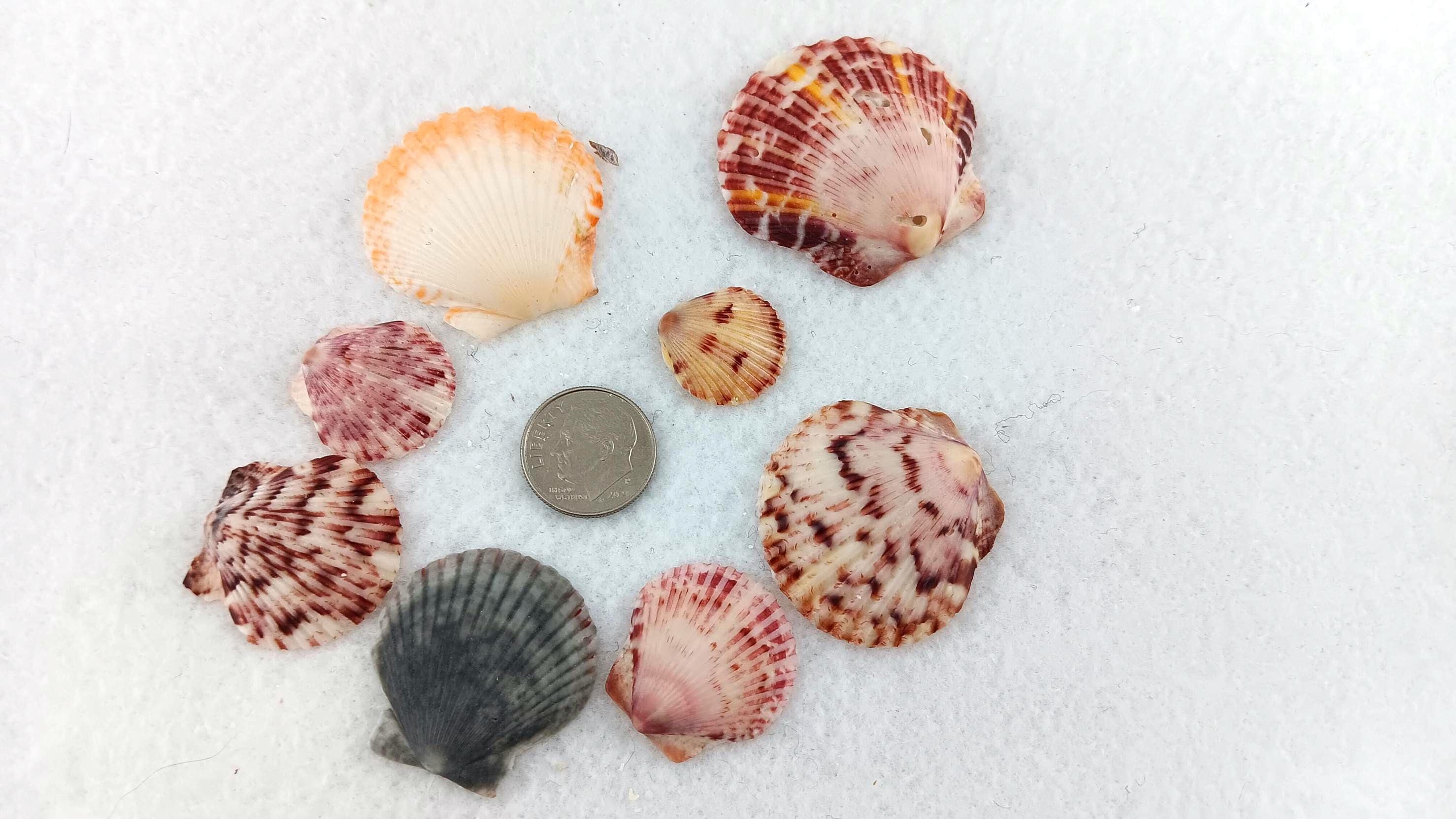 Calico Scallop Shells. Ethically Handpicked Florida Seashells. Shell ...