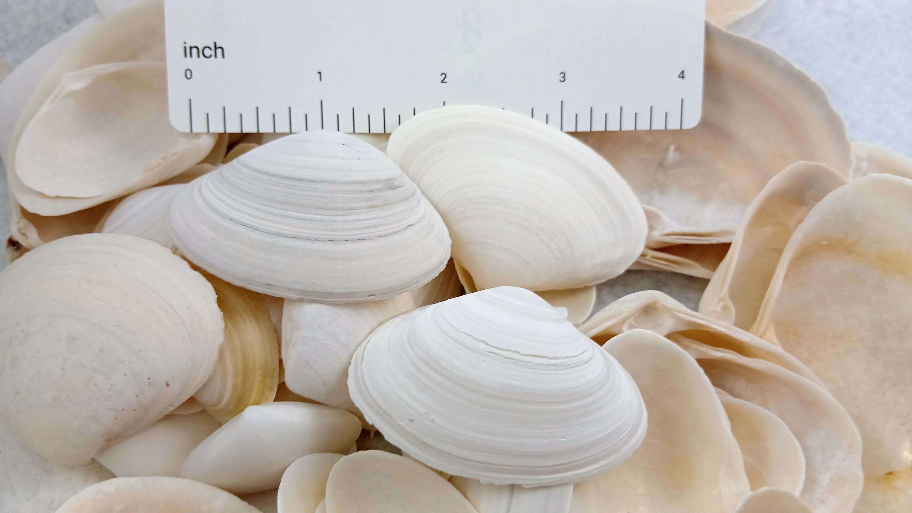 Surf Clam Shells, Hand-picked Florida Seashells. - Etsy