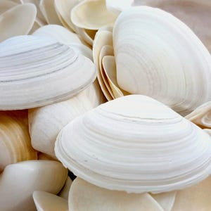 May include: Close-up of a collection of white seashells with a ridged texture. The shells vary in size and shape, with some displaying a creamy, off-white hue. The image highlights the natural beauty of the shells.