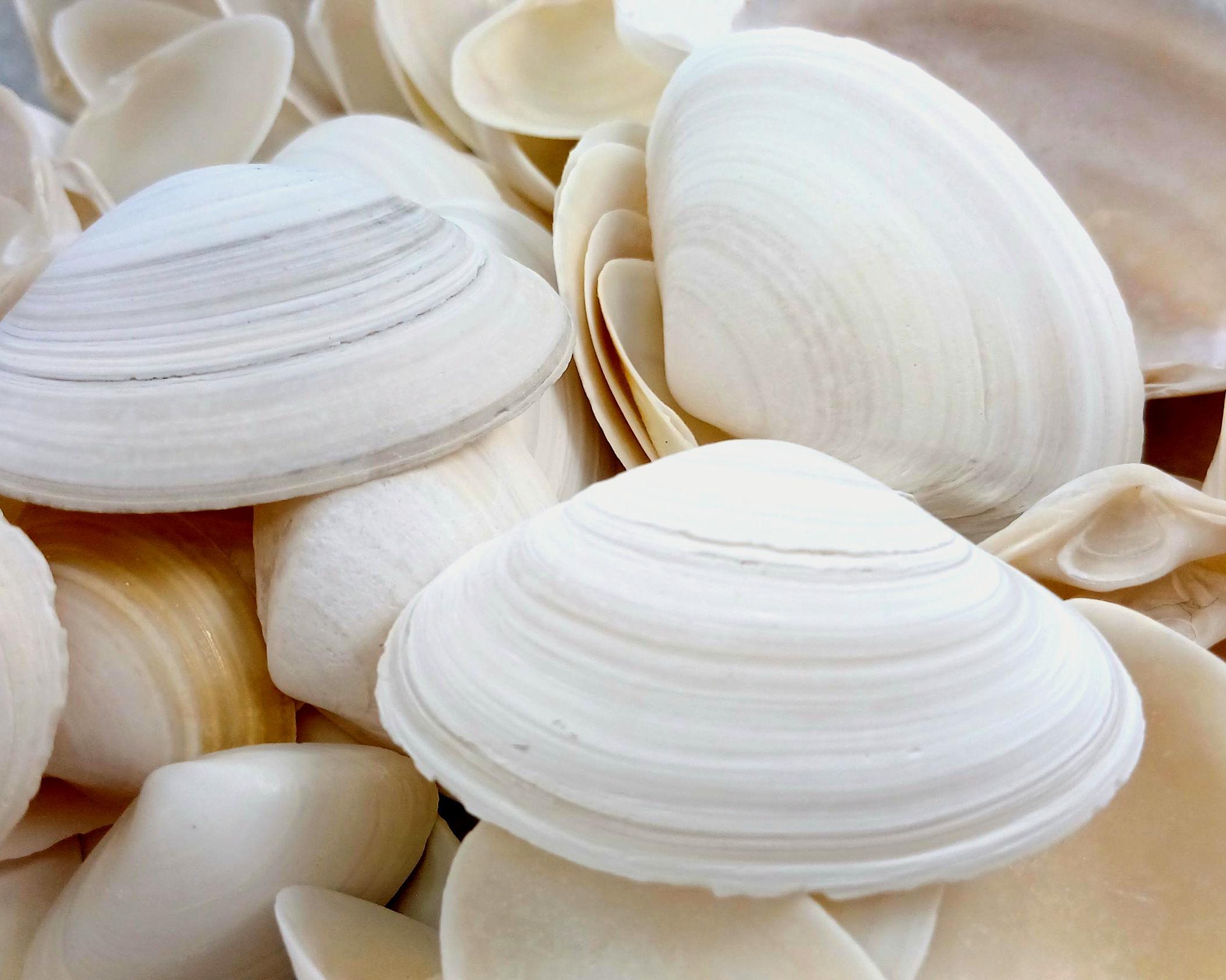 Surf Clam Shells, Hand-picked Florida Seashells. - Etsy