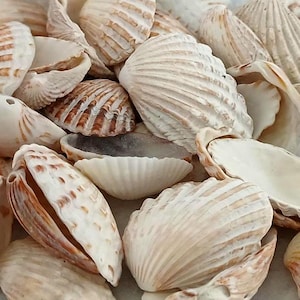 Puede incluir: Primer plano de una colección de conchas marinas en tonos blancos, crema y marrón. Las conchas presentan diversas texturas, desde lisas hasta estriadas. La imagen resalta la belleza natural y los intrincados detalles de las conchas, perfectas para decoración costera.