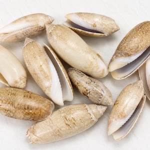 Ethically Handpicked Florida Olive Shells • Beach Decor, Craft Supplies