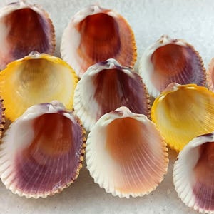 May include: A collection of colorful seashells with a variety of hues, including purple, yellow, orange, and white. The shells are open, revealing their inner surfaces and textures. These decorative shells are perfect for beach-themed decor.